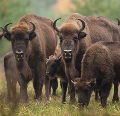 Bison are back in Britain | Bison Bridges